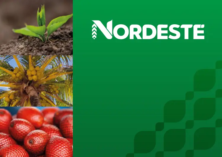 Thumb-Nordeste-01